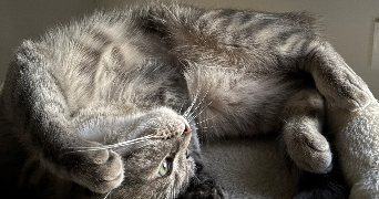 louise pet sitter à LES SABLES D OLONNE 85100_1