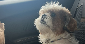 agathe pet sitter à CORTE 20250_2