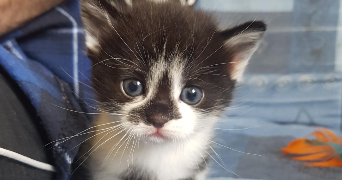 louane pet sitter à LE PUY EN VELAY 43000_2