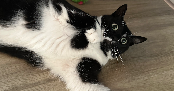 camille pet sitter à LILLE 59800_3