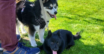 carole pet sitter à PONT SUR SAMBRE 59138_3