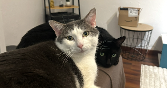 sarah taylan pet sitter à CLERMONT FERRAND 63000_1