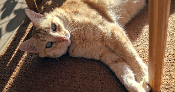 delphine pet sitter à COMBS LA VILLE 77380_3