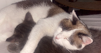 luna pet sitter à CHAMPCUEIL 91750_5