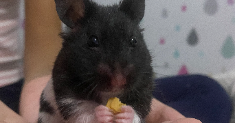 isabella pet sitter à ANCENIS ST GEREON 44150_6