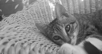 charline pet sitter à LE LUC 83340_2