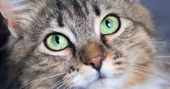 virginie pet sitter à ANNECY 74000