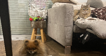 charlene pet sitter à PEYMEINADE 06530_3