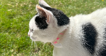 camille pet sitter à LILLE 59800_1