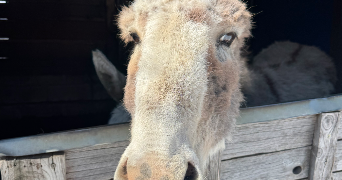 louvine pet sitter à NICE 06000_0