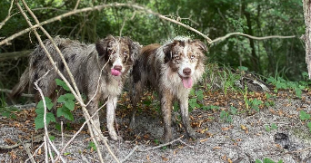 anaelle pet sitter à REIMS 51100_7
