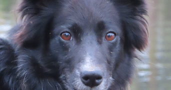 cécile pet sitter à CHARTRES 28000_2