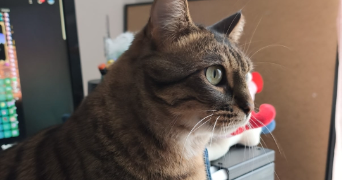 camille pet sitter à CHELLES 77500_1