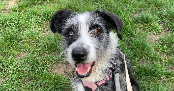 solene pet sitter à MINZIER 74270_7