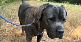 jasmine pet sitter à CHARTRES 28000_2