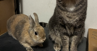 sarah pet sitter à BEAUMONT DE LOMAGNE 82500_4