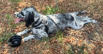 lola pet sitter à ABBEVILLE 80100_1