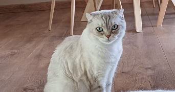 ambre pet sitter à ANGERS 49100_3