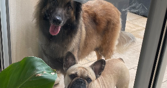 valérie pet sitter à SAIVRES 79400_4
