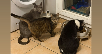 carolane pet sitter à POMPONNE  77400_9