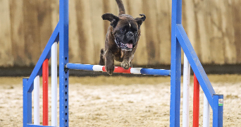 rachel pet sitter à MONT ST AIGNAN 76130_6