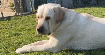 tanya pet sitter à Saint-Martin de Bonfossé 50750