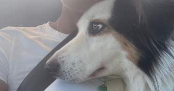 devi pet sitter à ERAGNY 95610_2