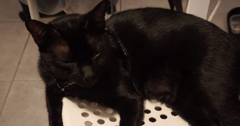 marion pet sitter à MONTPELLIER 34080_2