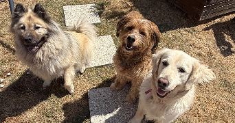 estelle pet sitter à BUCHELAY 78200_9