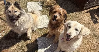 estelle pet sitter à BUCHELAY 78200