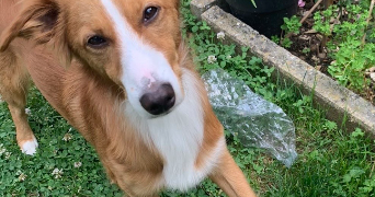 léna pet sitter à QUINCY SOUS SENART 91480_5