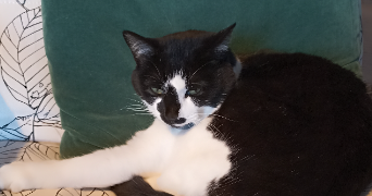 anne pet sitter à POCE LES BOIS 35500_0