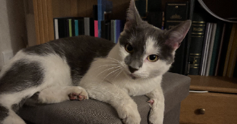 célia pet sitter à BEAUMONT 63110_3