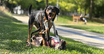 yllona pet sitter à TOURS 37000_4