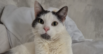 yoni pet sitter à CHARLEVILLE MEZIERES 08000_1