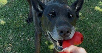 alison pet sitter à ST CYR 07430_8