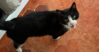 chérine pet sitter à MARSEILLE 01 13001_6