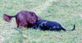 roxanne pet sitter à CHAMALIERES 63400_4