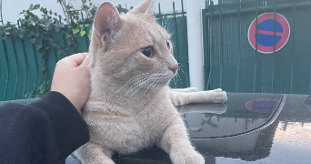 camélia  pet sitter à ANGERS 49100_2