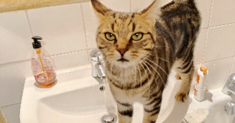 catherine pet sitter à MEUDON 92190_9