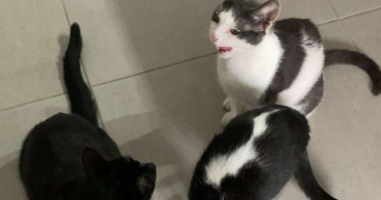 lee pet sitter à RIXHEIM 68170_5