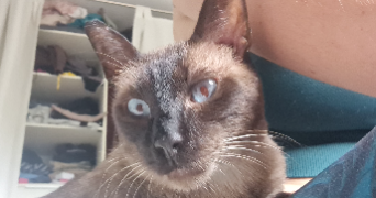 eloïse pet sitter à MULHOUSE 68100_3