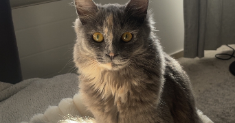 venise pet sitter à LAMBERSART 59130_6