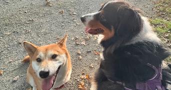 louise pet sitter à TOURS 37100_6