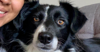 clara dog sitter à BORDEAUX 33200_2