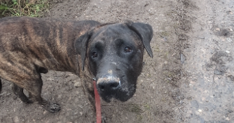 flavie pet sitter à CHAMPENOUX 54280_26