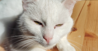 héléna pet sitter à LE TEILLEUL 50640_4