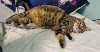 noa pet sitter à Rouen 76000_2