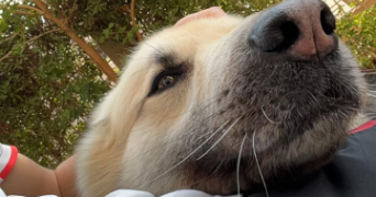 bilal pet sitter à LYON 07 69007_2