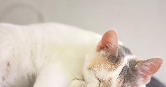 adem pet sitter à AUBERGENVILLE 78410_1